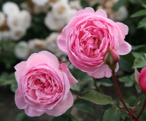 KISS ME KATE (climber)